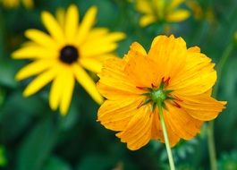 yellow flowers face to face