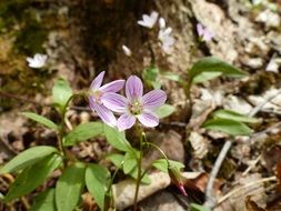 pink common mallow with striped petals