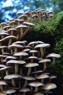 cluster of the forest mushrooms close-up on blurred background