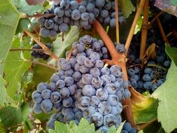 Beautiful blue wine grapes clusters with colorful leaves