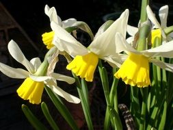 white daffodils in spring in the garden