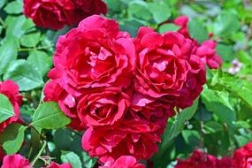 photo of red roses in the garden