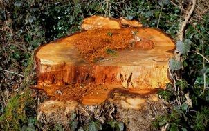 stump among the grass in the forest
