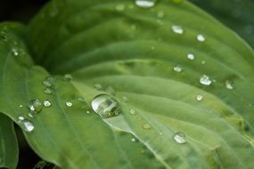 Drops of the water on the green leaf