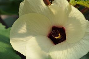 wonderful Okra Plants