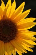magical Sun Flower Bees