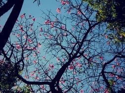 pleasing Tree Blossom