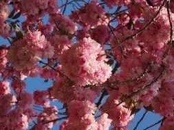 amazing flowering of cherry tree