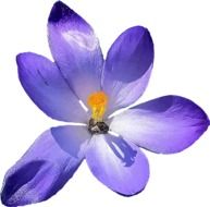blue crocus as a graphic image