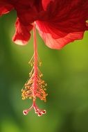 pistil and stamens of red hibiscus flower, macro