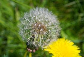 photo of yellow and white dandelion