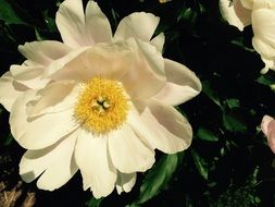 white peony on a green bush in the garden