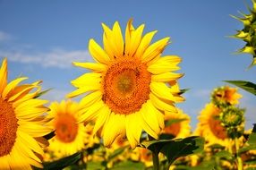 sunflowers are yellow summer plants