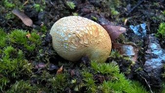 Fungi in green Moss closeup