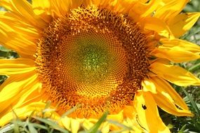 bright yellow sunflower in the sun close up
