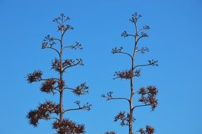 Maquis is an evergreen shrub