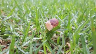 Close-up of the cute slug on wet green grass