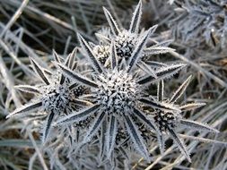 Karst Flower Ice