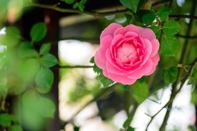 natural rose in the garden in early summer on blurred background