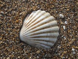 Shells Beach