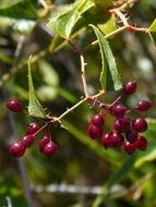 Sarsaparilla, Smilax ornata vine with Berries