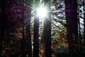 landscape of Sunlight Rays through forest