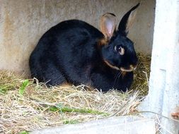 black domestic rabbit on a straw