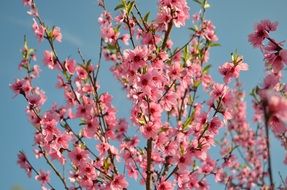 Blooming branches of Peach tree at sky