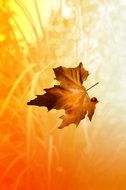 golden maple leaf as a symbol of autumn