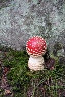 huge fly agaric on green grass