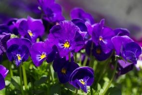 Early Bloomer Purple flower macro