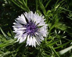 White and Purple Flower