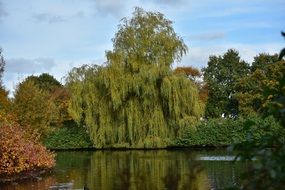 reflection of autumn trees in calm water