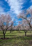 flowering almond trees in the park