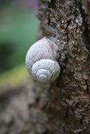 white snail shell on the tree bark