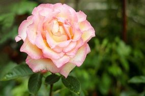 wallpaper with a tender garden rose