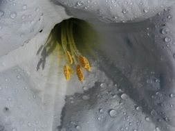 middle of white flower close up