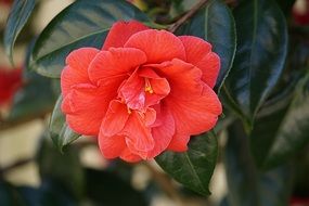 red quince flower in the garden