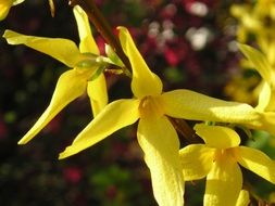 Close-up of the beautiful yellow forsythia flowers on a bush