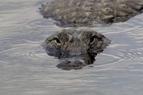 submerged alligator