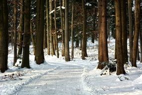 wide trail in the winter forest