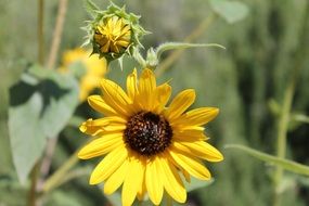 Beautiful yellow flowers in New Mexico