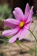pink spring flower on blurry background