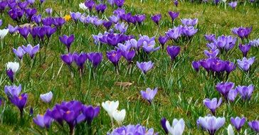 spring crocuses on a lawn