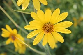 Yellow Flower Garden