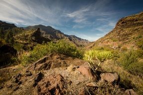 Landscape of the bushes on a mountains