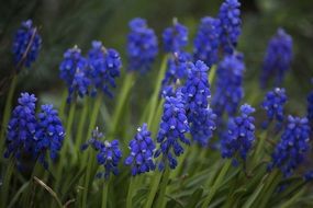 blue grape hyacinths in the garden