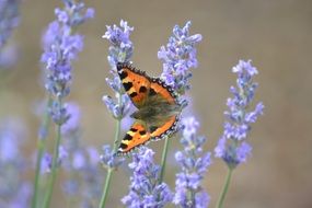 Butterfly Lavender Nature Garden