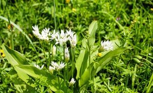 white bear's garlic flowers in the forest