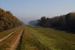Forest Road Trees field